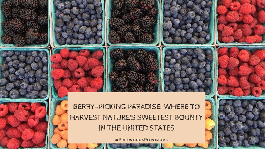 Berry-Picking Paradise: Where to Harvest Nature's Sweetest Bounty in the United States