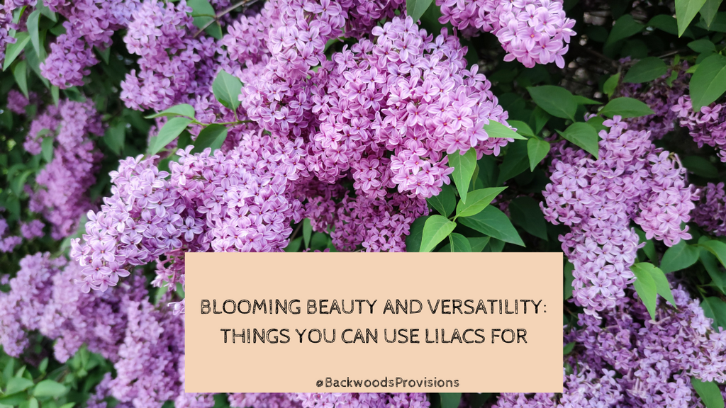 Blooming Beauty and Versatility: Lilacs and Different Ways to Use Them