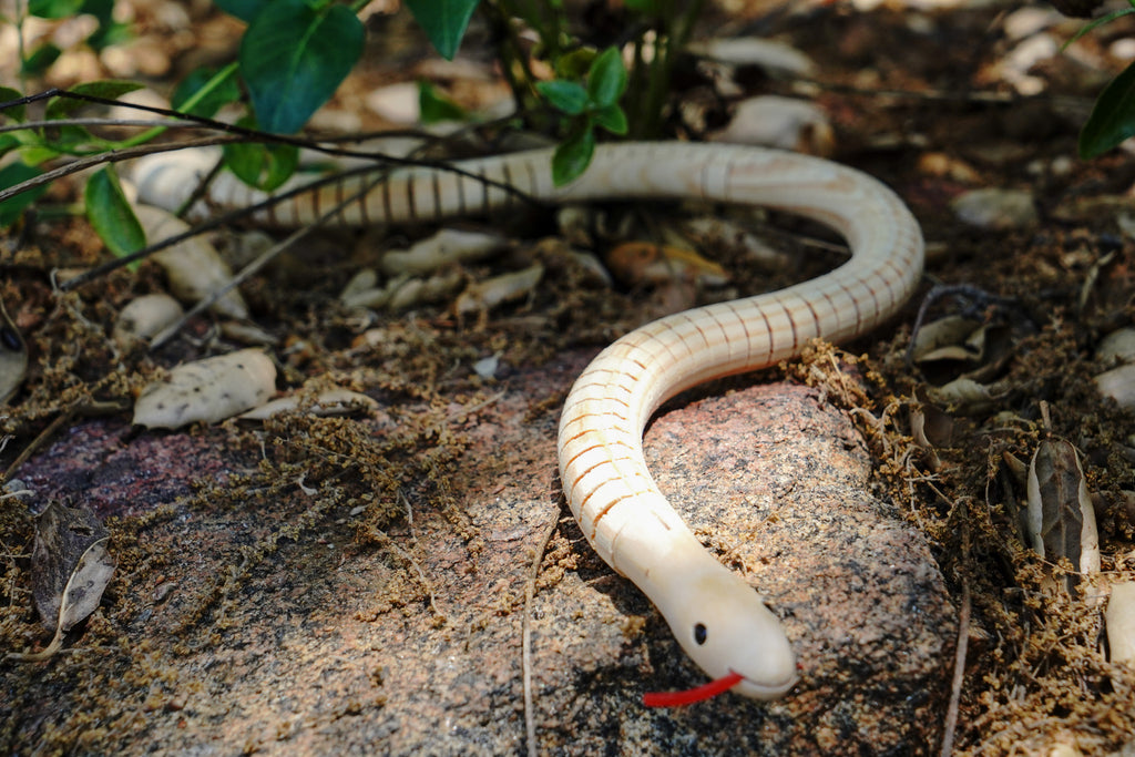 Wooden Snake in Nature